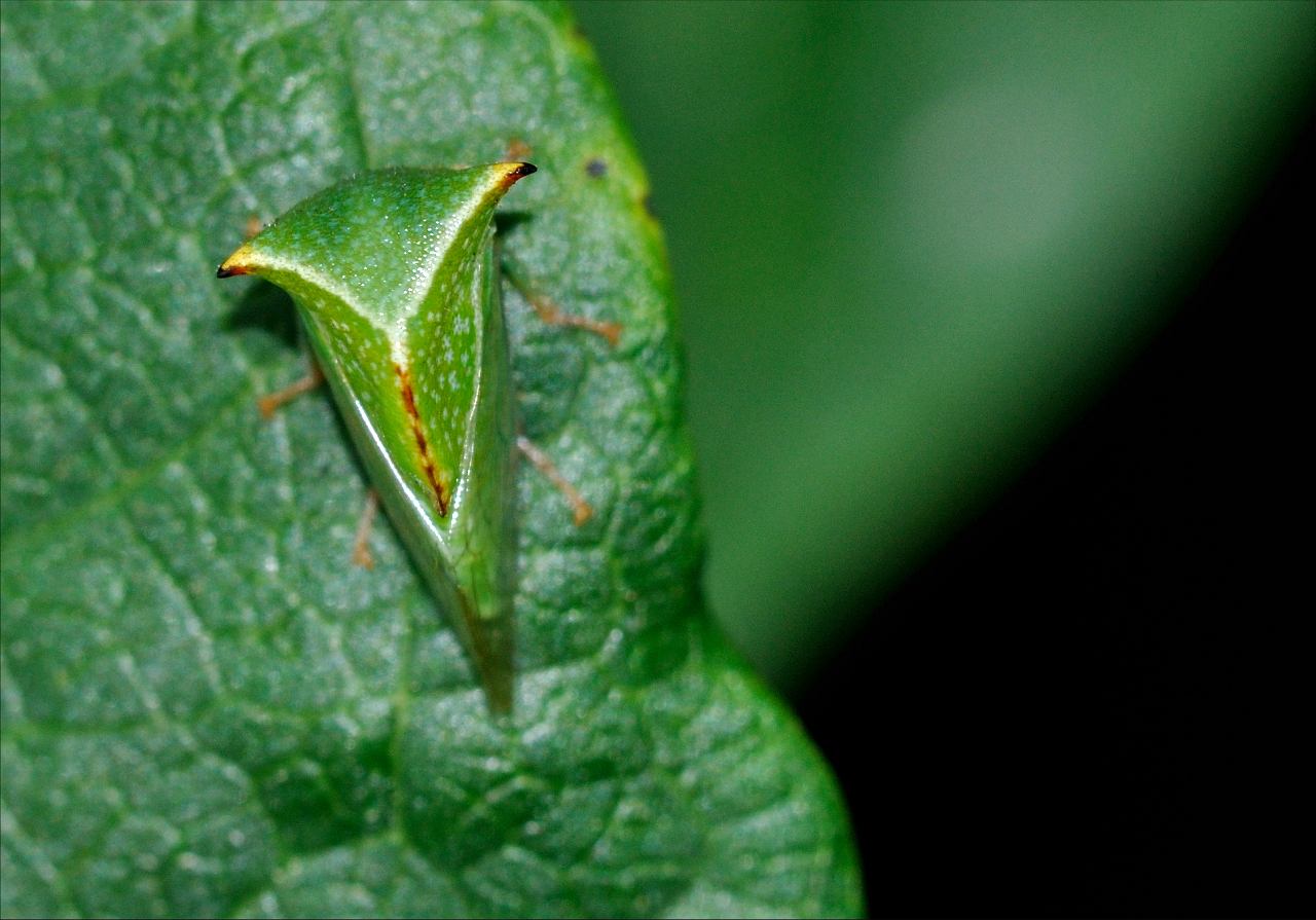 Stictocephala bisolnia